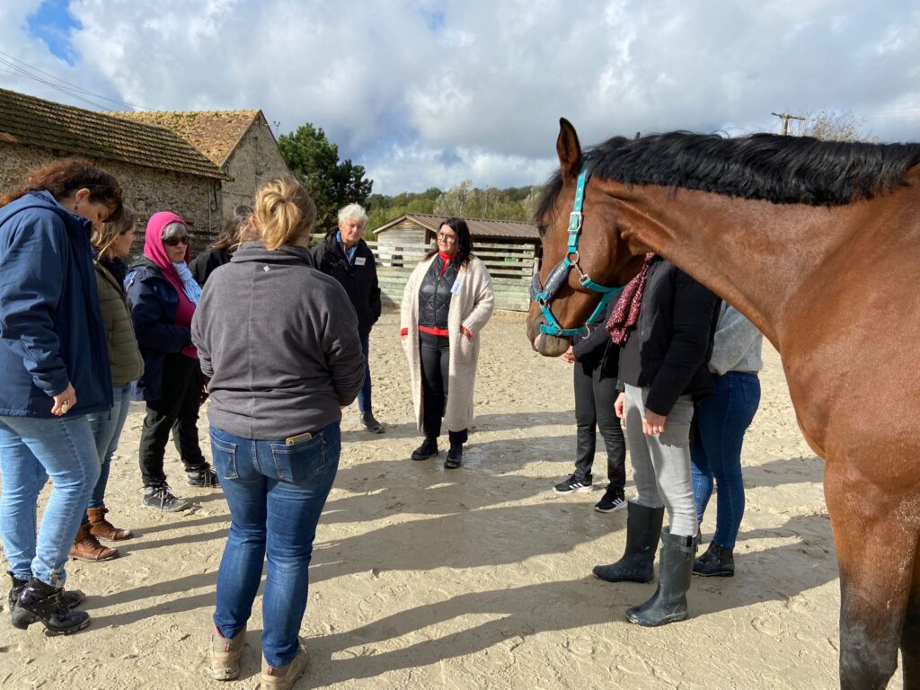 en groupe, atelier visant à favoriser la cohésion d'équipe avec le cheval