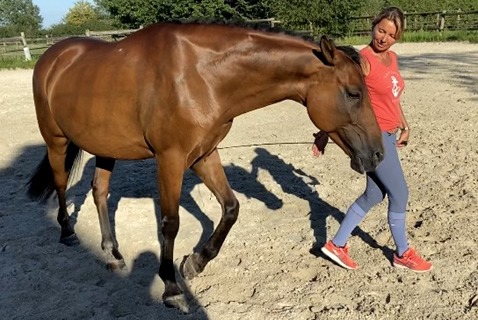 Séance d’équicoaching pour particulier en Île-de-France avec travail au sol avec le cheval