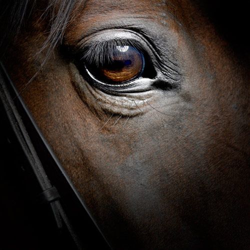 Équicoaching et team-building en Île-de-France facilité par le cheval pour entreprises