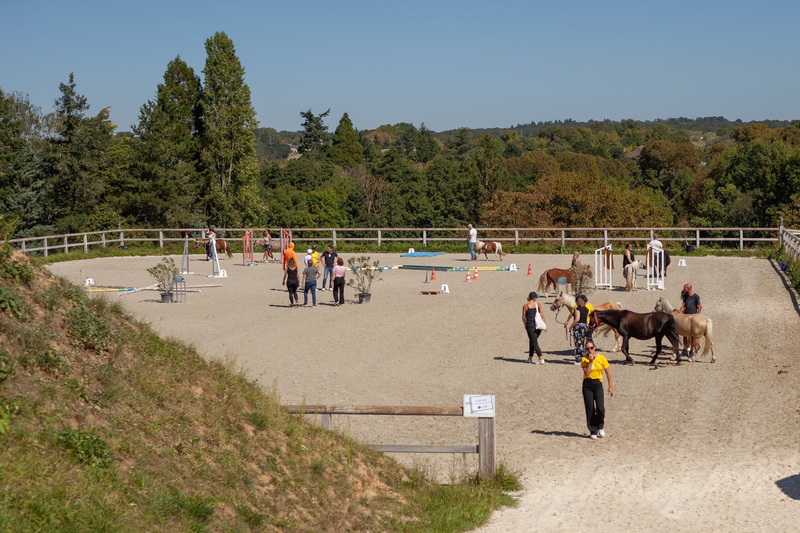 Séance de team-building en Île-de-France avec une équipe travaillant la cohésion autour du cheval